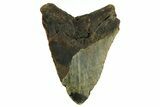 Bargain, Fossil Megalodon Tooth - North Carolina #376932-2